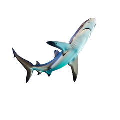 Fototapeta premium Blue shark swimming, transparent white background, isolated.