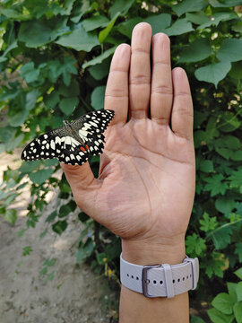 Beautiful butterfly sits on human hand in green background stock photo