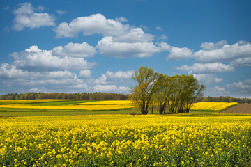 żółte pola kwitnącego rzepaku  na tle błękitnego nieba z białymi chmurami © piotr