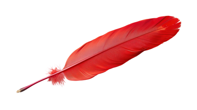 Red feather on transparent background