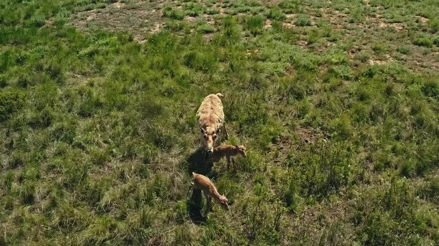 saigas in the steppe
