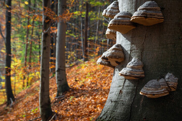 huba rosnąca na pniu starego drzewa  © piotr