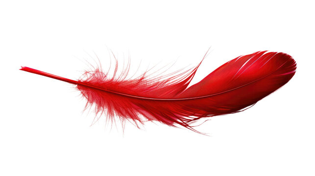 Fototapeta Red feather on transparent background