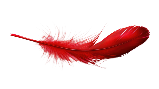 Red feather on transparent background
