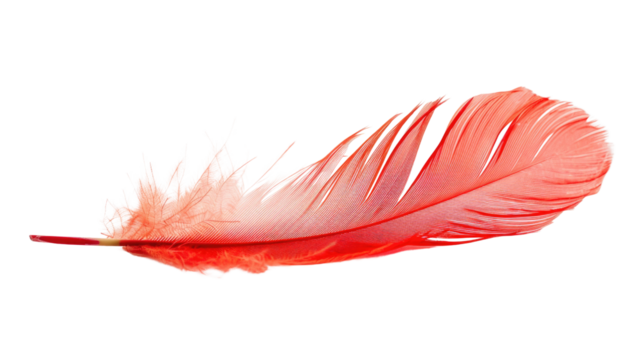 Red feather on transparent background