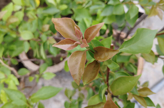 new grown Green leaves with raindrops in garden stock photo