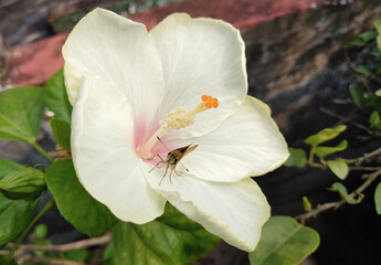 Small butterfly sit on a white hibiscus stock photo in rooftop garden