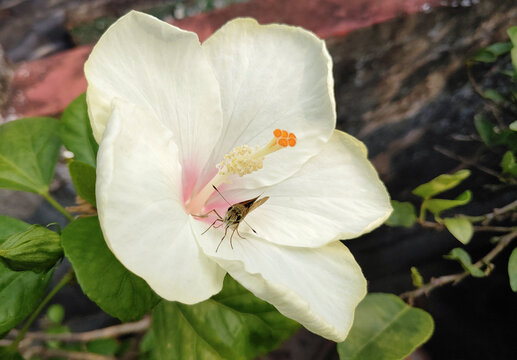 Small butterfly sit on a white hibiscus stock photo in rooftop garden