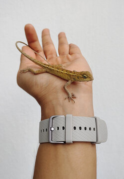 Small lizard sits on human hand in white background stock photo