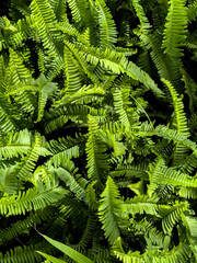 green fern leaves