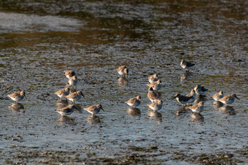 Bécasseau variable, Calidris alpina, Dunlin