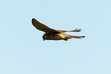 Faucon crécerelle,.Falco tinnunculus, Common Kestrel