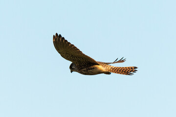 Faucon crécerelle,.Falco tinnunculus, Common Kestrel