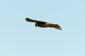 Faucon crécerelle,.Falco tinnunculus, Common Kestrel