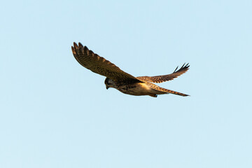 Fototapeta premium Faucon crécerelle,.Falco tinnunculus, Common Kestrel