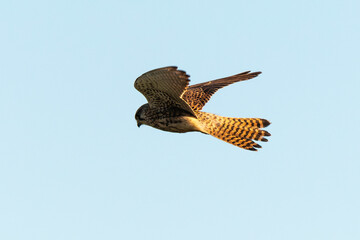 Faucon crécerelle,.Falco tinnunculus, Common Kestrel