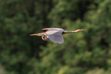 Héron pourpré, Ardea purpurea, Purple Heron