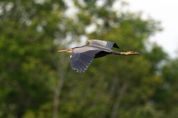 Héron pourpré, Ardea purpurea, Purple Heron