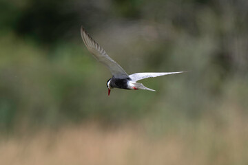 Guifette moustac,.Chlidonias hybrida,  Whiskered Tern