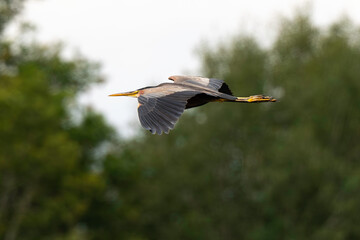 Héron pourpré, Ardea purpurea, Purple Heron