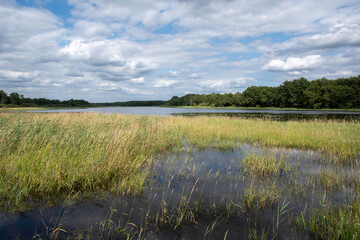 Etang de Beaumont, Conservatoire d’espaces naturels Centre Val de Loire, Neung sur Beuvron, Loir et Cher, 41, Sologne, France