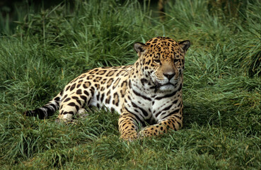 Jaguar, Panthera onca