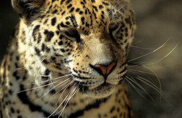 Jaguar, Panthera onca