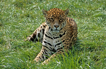 Jaguar, Panthera onca