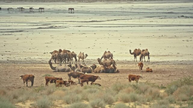 animals in the Aral wasteland
