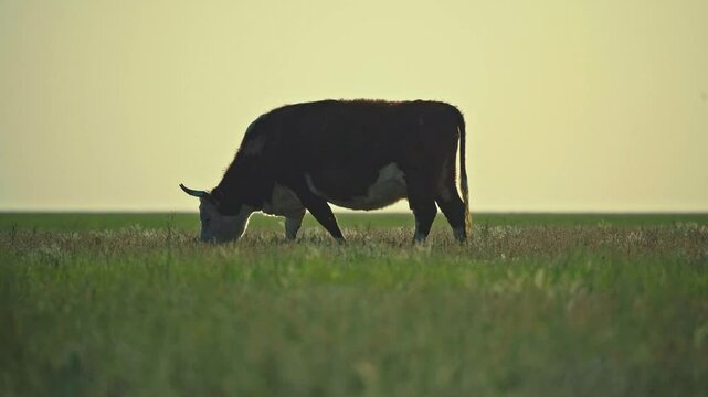 Cows graze freely in the meadow
