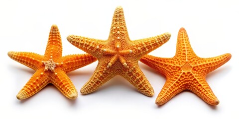 Three Orange Starfish on White Background, Close Up, Horizontal, Seashell, Marine Life, Starfish, Ocean