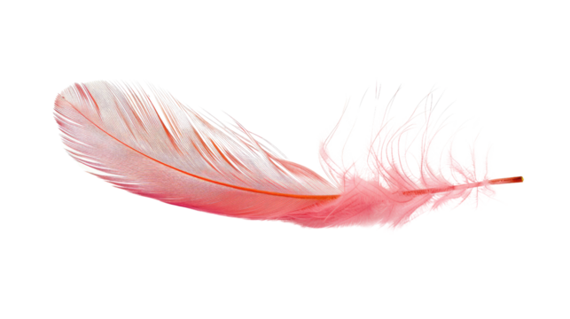 Pink feather on transparent background