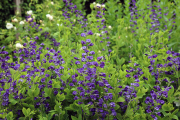 Bed of Blue False indigo plants, North Yorkshire England
