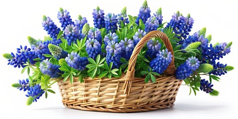 Fototapeta premium Wicker Basket Overflowing with Vibrant Blue Lupine Flowers, Isolated on White Background, Nature, Spring, Bloom, Bouquet