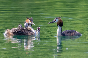 Haubentaucher mit Jungen
