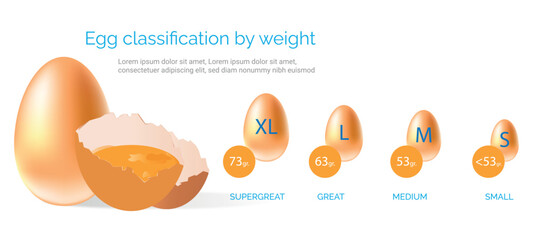 Infographic showing the classification of eggs by weight, ranging from small to extra-large, with corresponding weight categories.