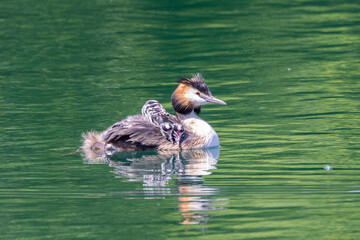 Haubentaucher mit Jungen
