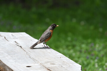 Robin standing
