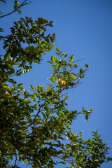Lemon tree against blue sky, Athens, Greece