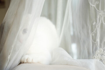 White cat with blue eyes in natural light