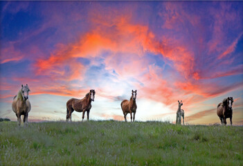 Wild Horses and pony on Epynt Hills, Wales, UK