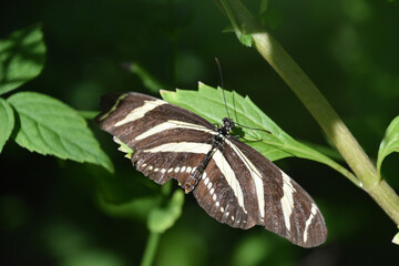 Zebra Butterfly with Stripes in a Garden