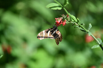 Striped Black and White Butterfly on a Flower