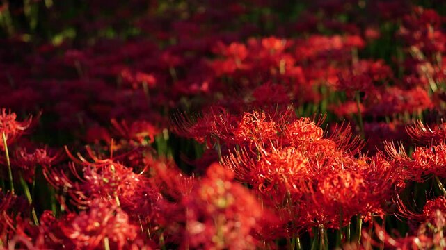 Red spider&nbsp;lilies illuminated by the afternoon sun
