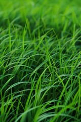 Fototapeta premium Close-up view of lush, vibrant green grass blades with a natural gradient of light and shadow, creating a fresh and serene atmosphere.