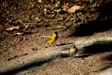 ave canário da terra - Sicalis flaveola