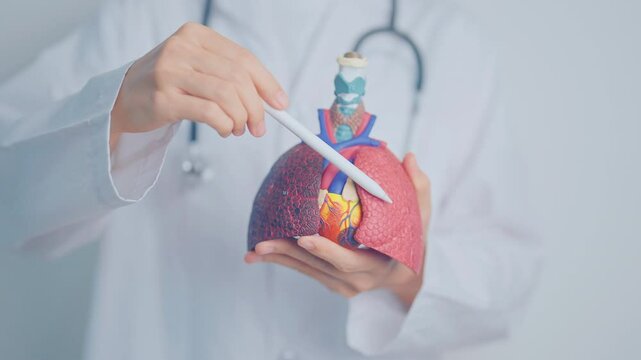 Doctor with Respiratory system anatomy for Diseases. Lung Cancer, Asthma, Chronic Obstructive Pulmonary or COPD, Bronchitis, Emphysema, Cystic Fibrosis, Bronchiectasis, Pneumonia and Pleural Effusion