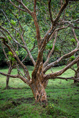 Tropical tree, Arenal Volcano National Park, Costa Rica, Central America