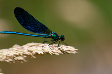 Libellule bleue © megara68