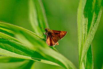 L’hespérie du chiendent